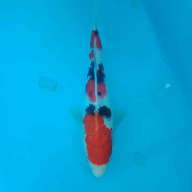 Sanke 19 cm