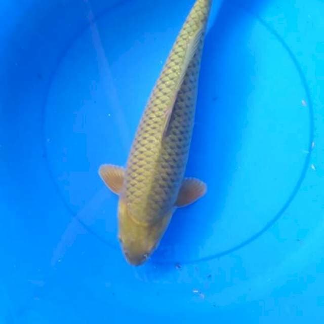Midori jumbo jinak