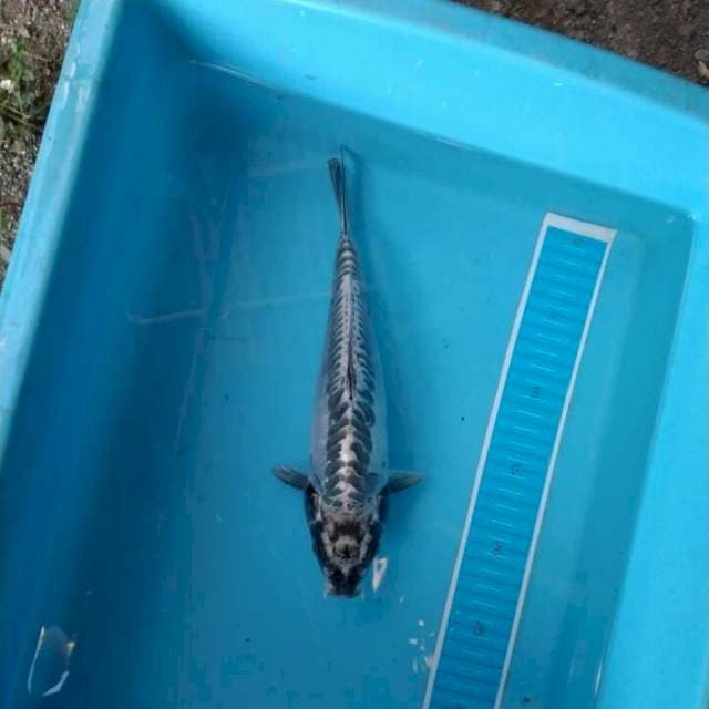 Kiko 28 cm