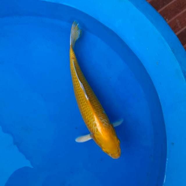 6amabuki Ogon