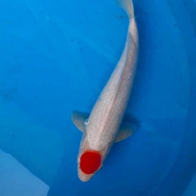 Tancho