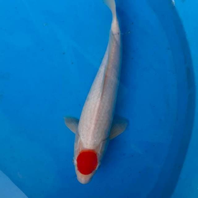 Tancho