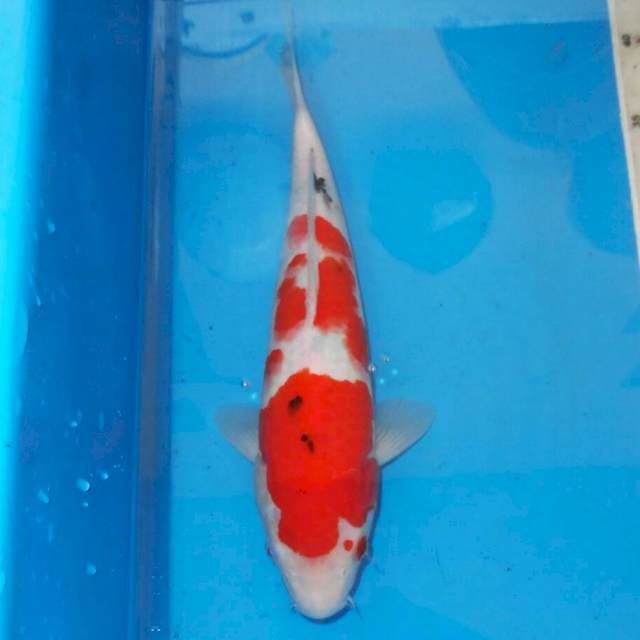 SANSHOKU BAGUS