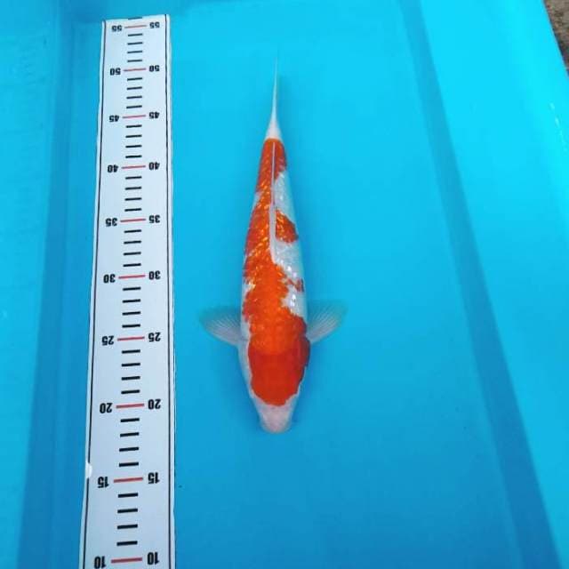 Nkc - one step ginjrin kohaku