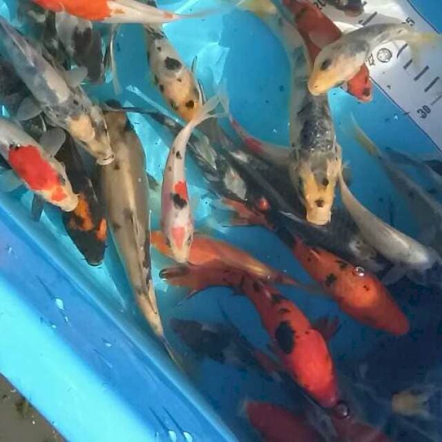 TYK Mix Koi 60 ekor