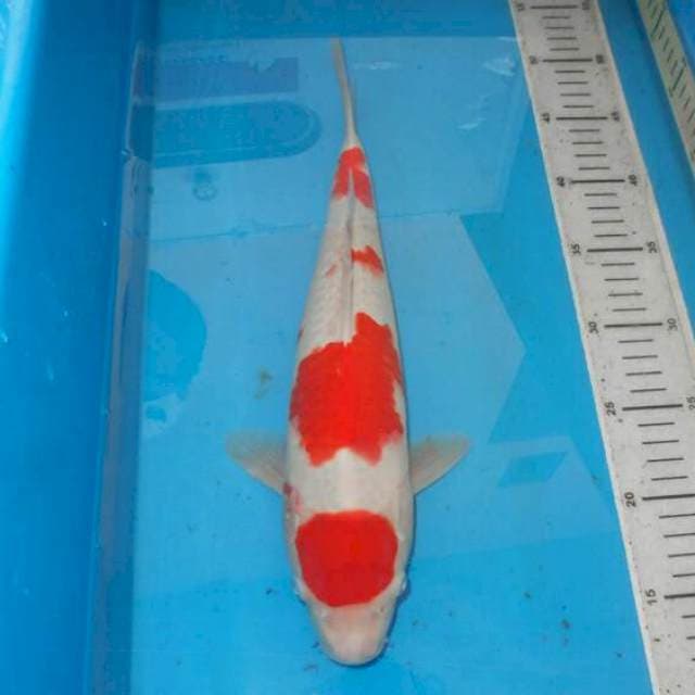 KOHAKU