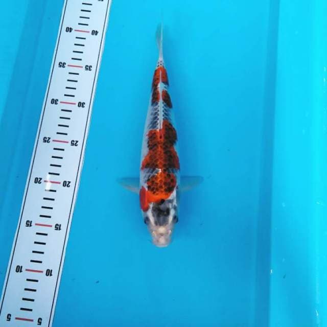 NKC - gosiki red