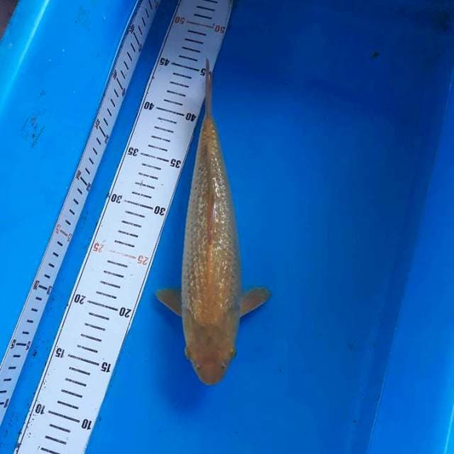 KARAMEL GINRIN PENJINAK KOLAM
