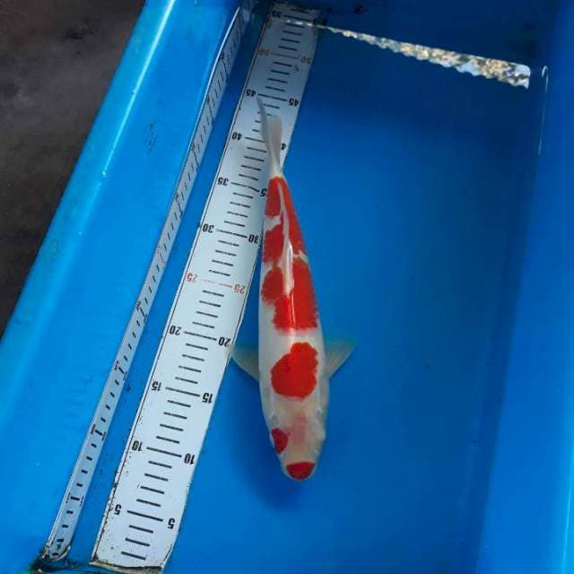BAJAK LAUT BERGINCU CANTIK