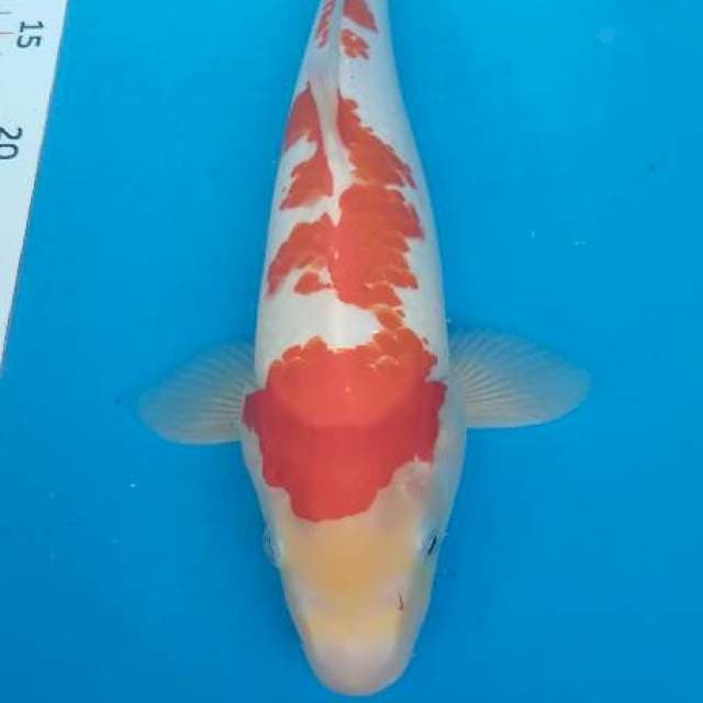 Kohaku Kaneko
