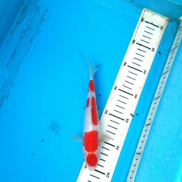 Kohaku maruten aragoke