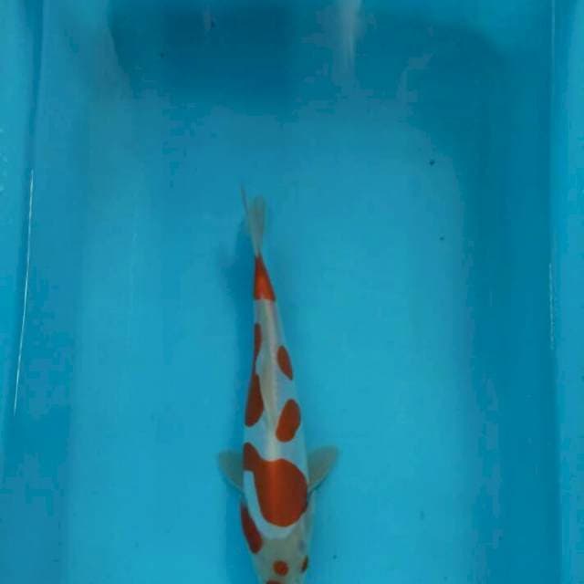Kohaku Doitsu 22 cm