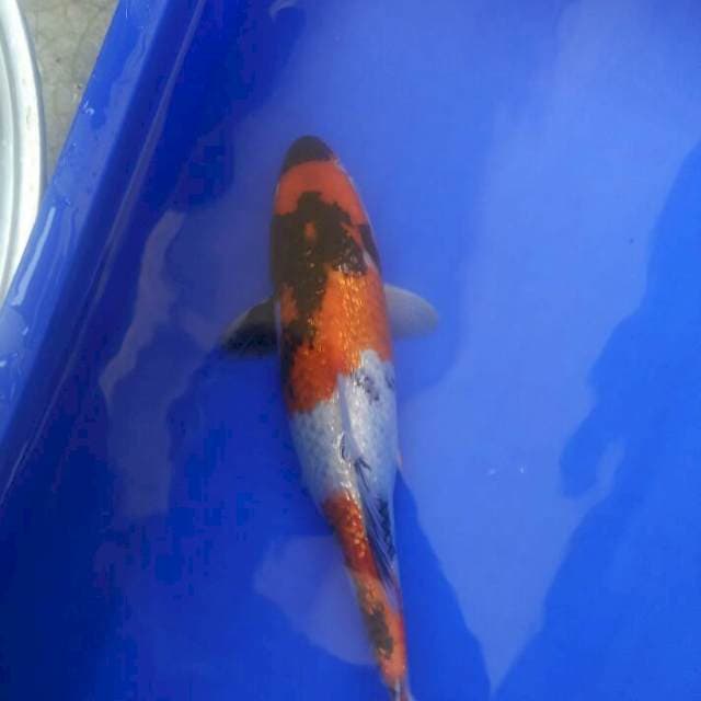 Showa Gindrin 30 Cm
