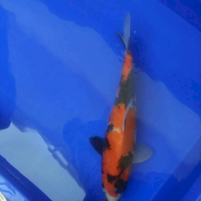 Nice Showa 30cm