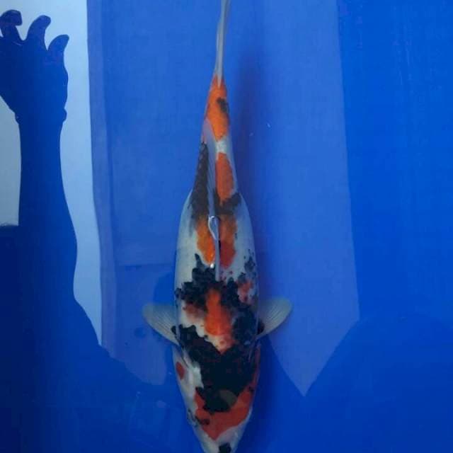 Showa Hamil Muda 30 cm