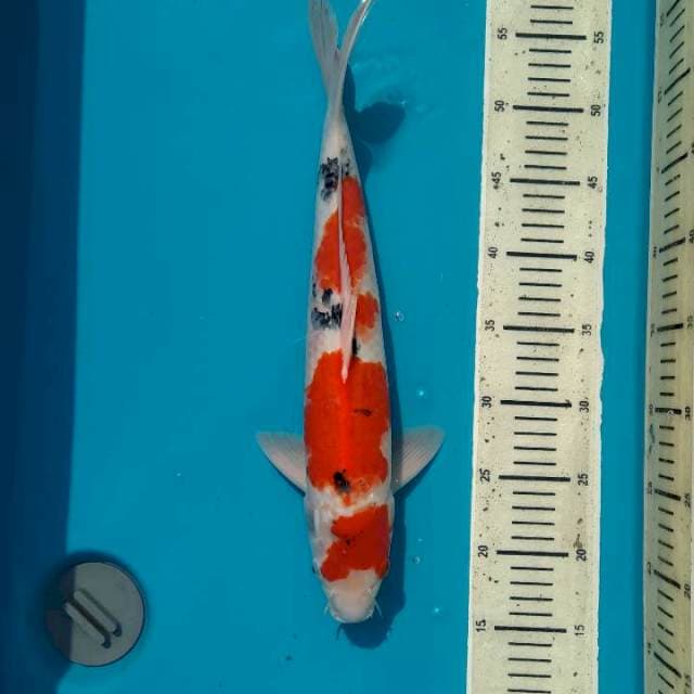 Male Sanke 39cm