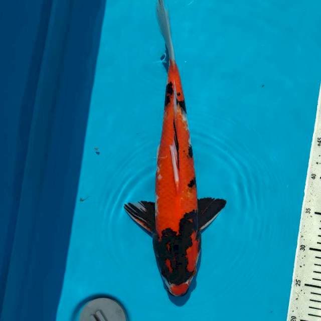 39cm Showa Male
