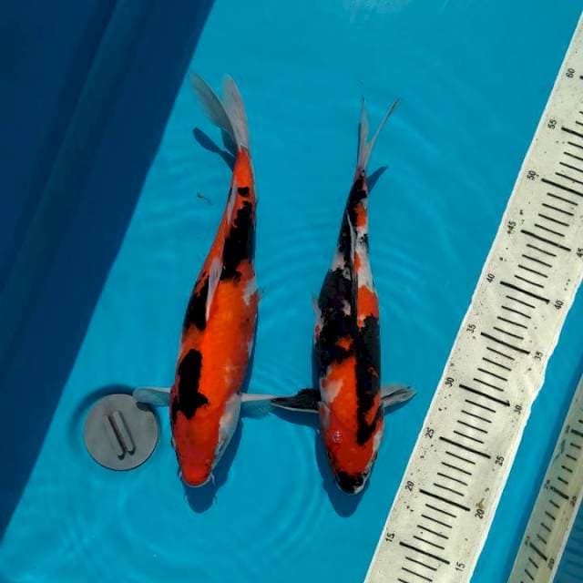 32-36cm Showa Female 