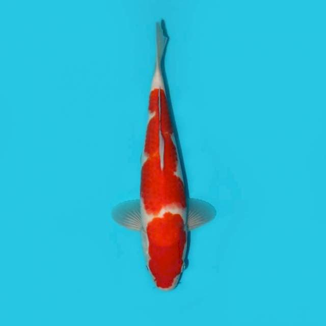 Kohaku 29 cm