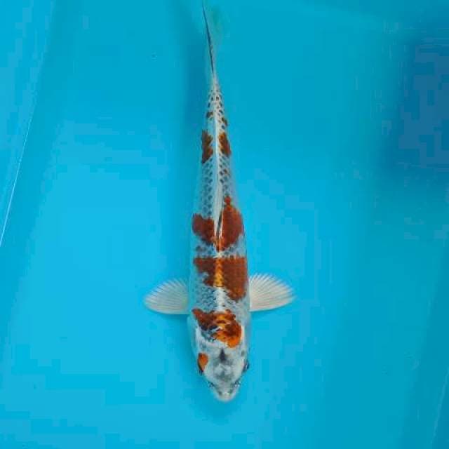 OCHIBA 29 CM