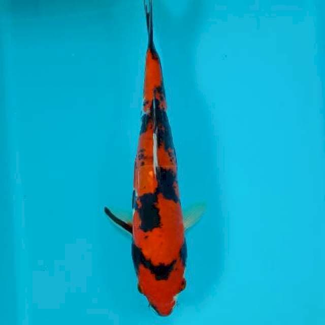 SHOWA 30 CM