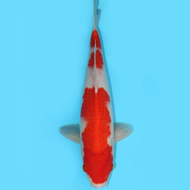 KOHAKU 32 CM