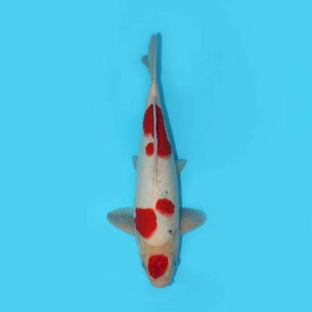 MARUTEN SANKE 32 CM