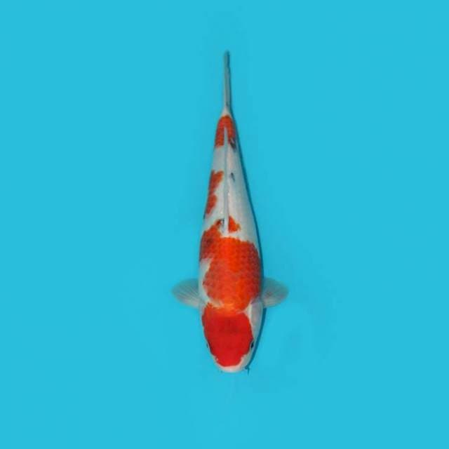 SHOWA TATEGOI 33 CM