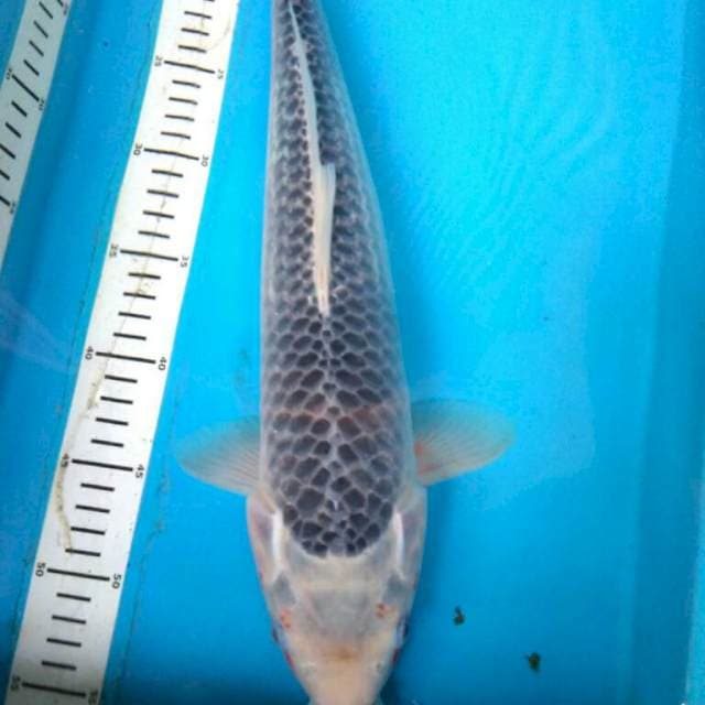 Asagi jumbo 45cm