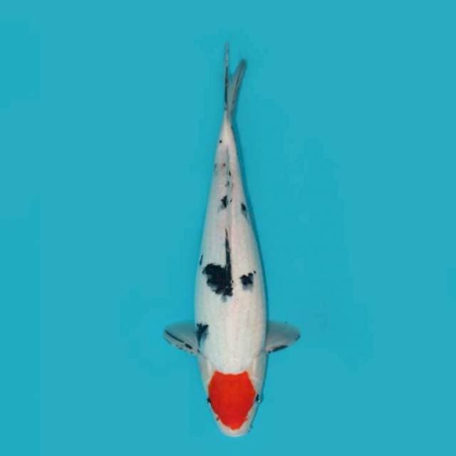 TANCHO SANKE 36 CM