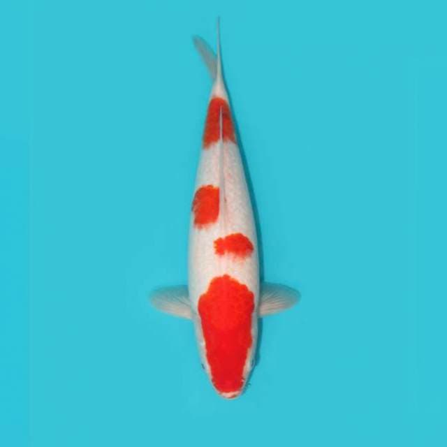 KOHAKU 34 CM