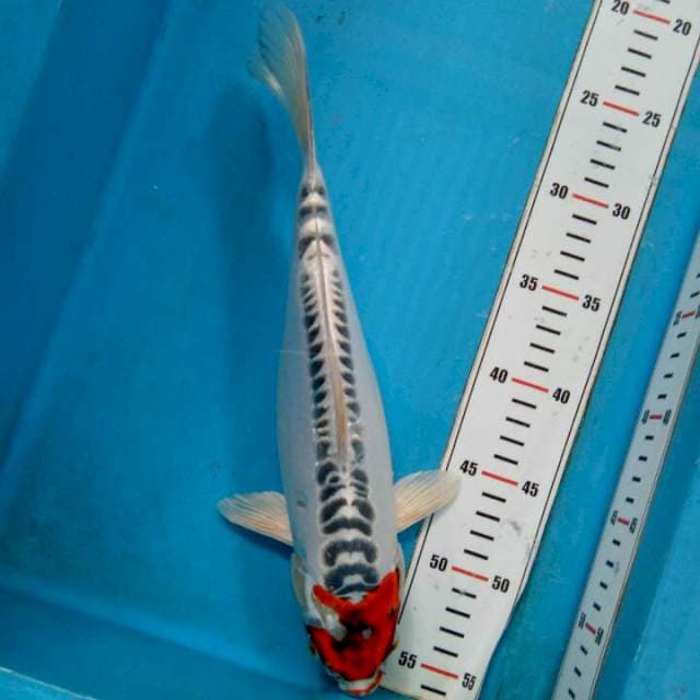 Tancho kiko 32cm