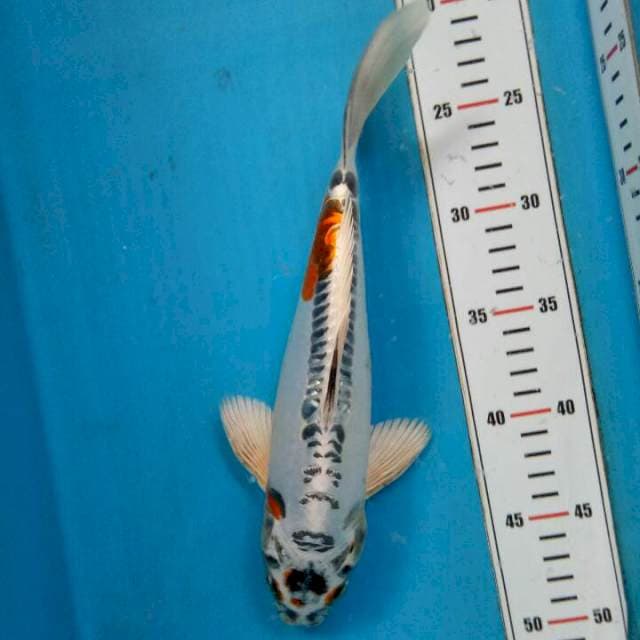 Kiko 30cm