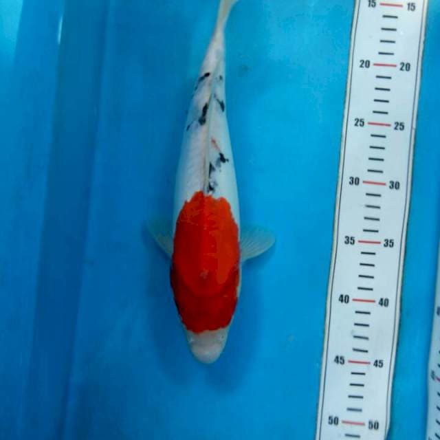 Sanke 33cm