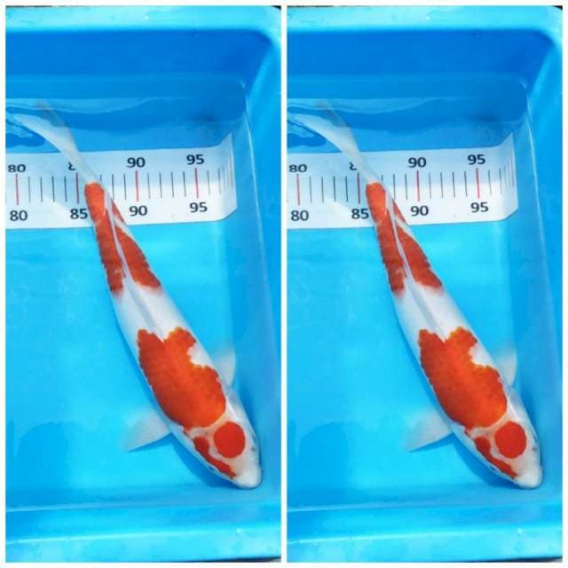 Kohaku..