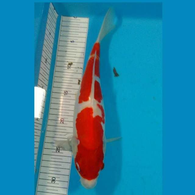 BKS ( kohaku 30 cm )