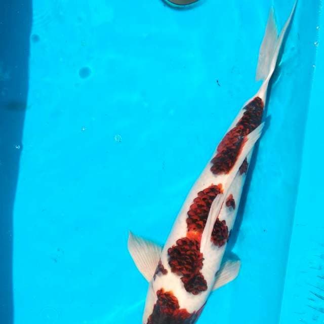 Goromo