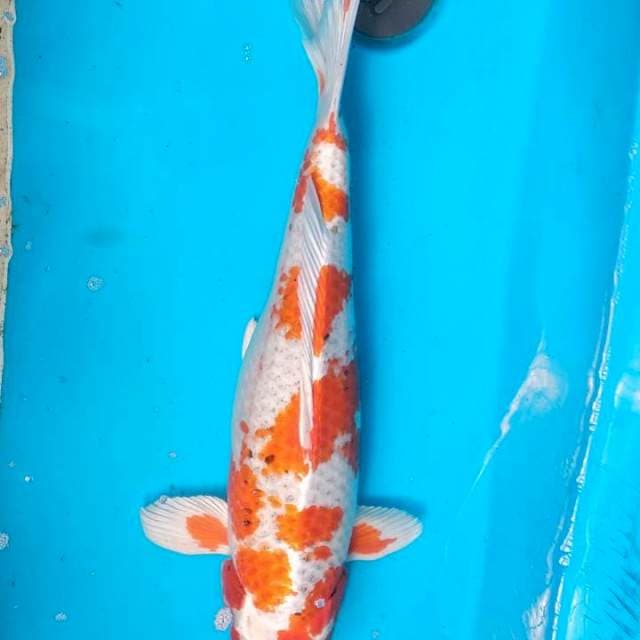 Ceplok