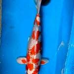 Ceplok