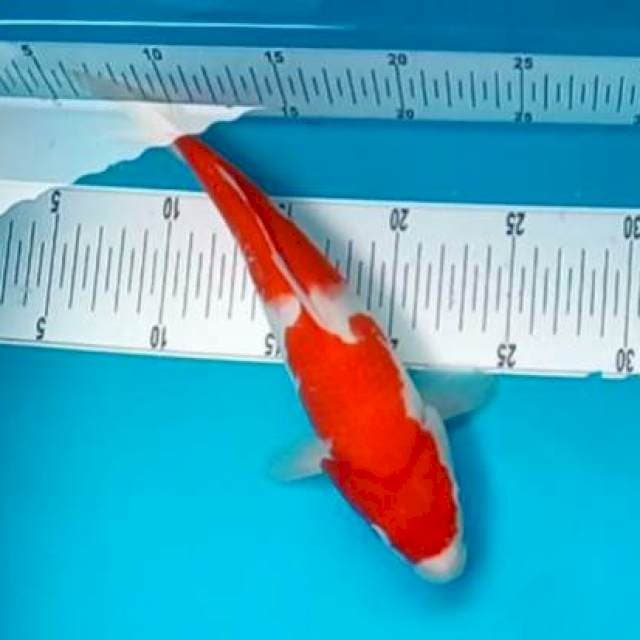 KOHAKU 2 STEP #26CM