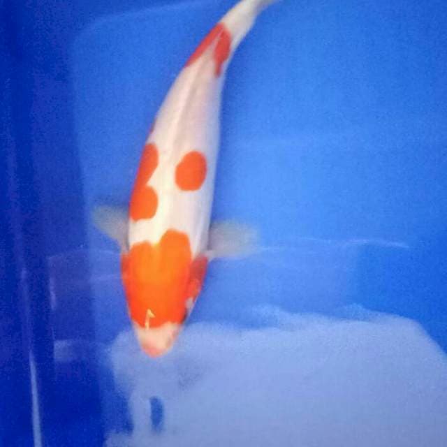 KOHAKU DOITSU 26 CM UP