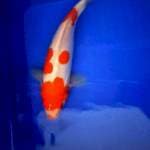 KOHAKU DOITSU 26 CM UP