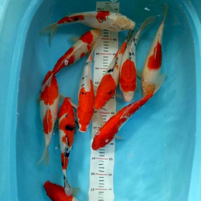 Mix 10 ekr Kohaku, Sanke 30cm-33cm