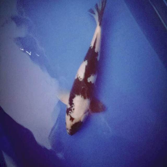 SHIRO UNIK SIRIP HITAM PUTIH