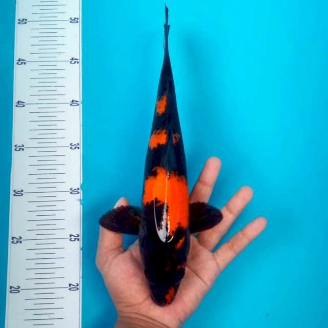 HIUTSURI #30CM