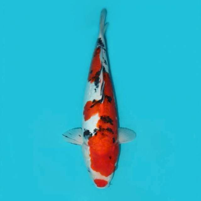 DOITSU SANKE KUCHIBENI 39 CM