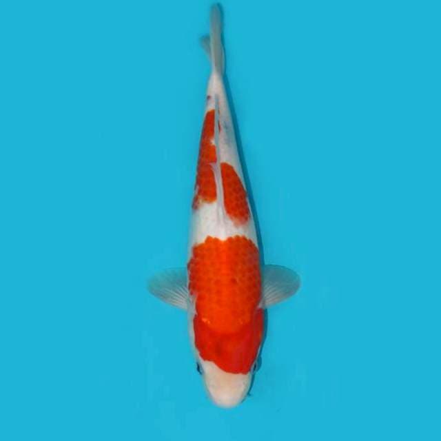 TATEGOI SHOWA 33 CM