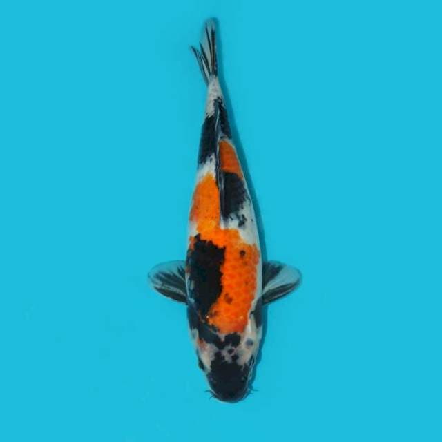 SHOWA 34 CM