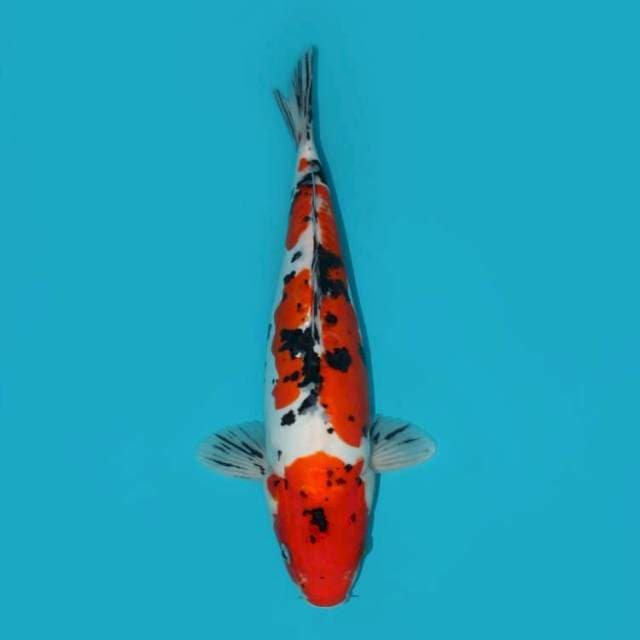 SANKE DOITSU 35 CM