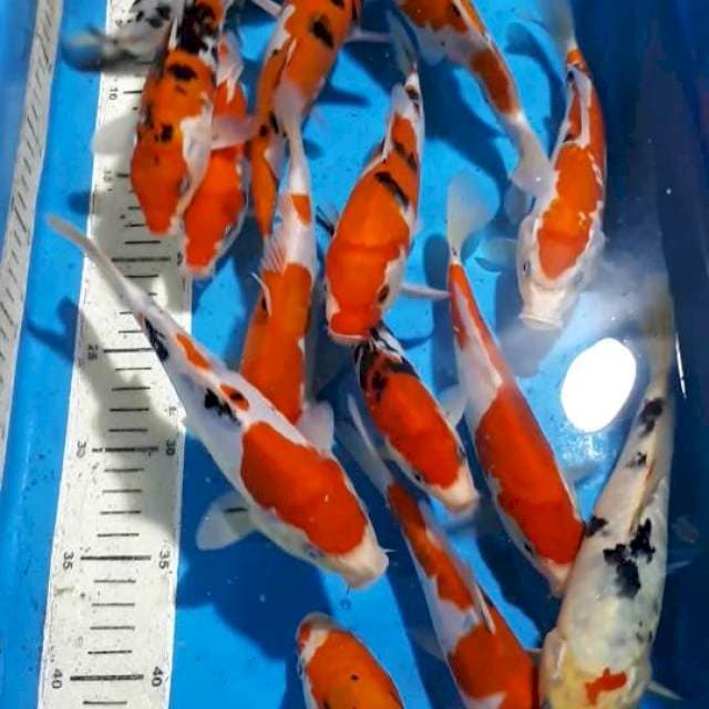 MIX KOI 20 CM UP
